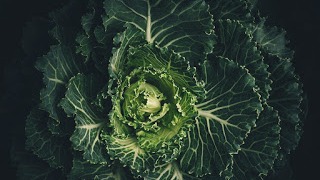 Origin of Food : The Eternal Source of Food